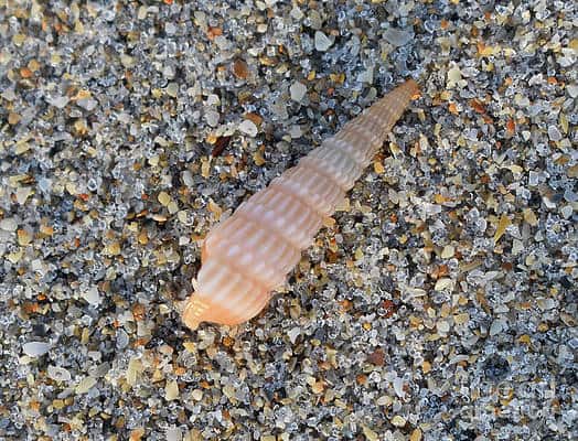 Auger Shell in Carolina Beach North Carolina