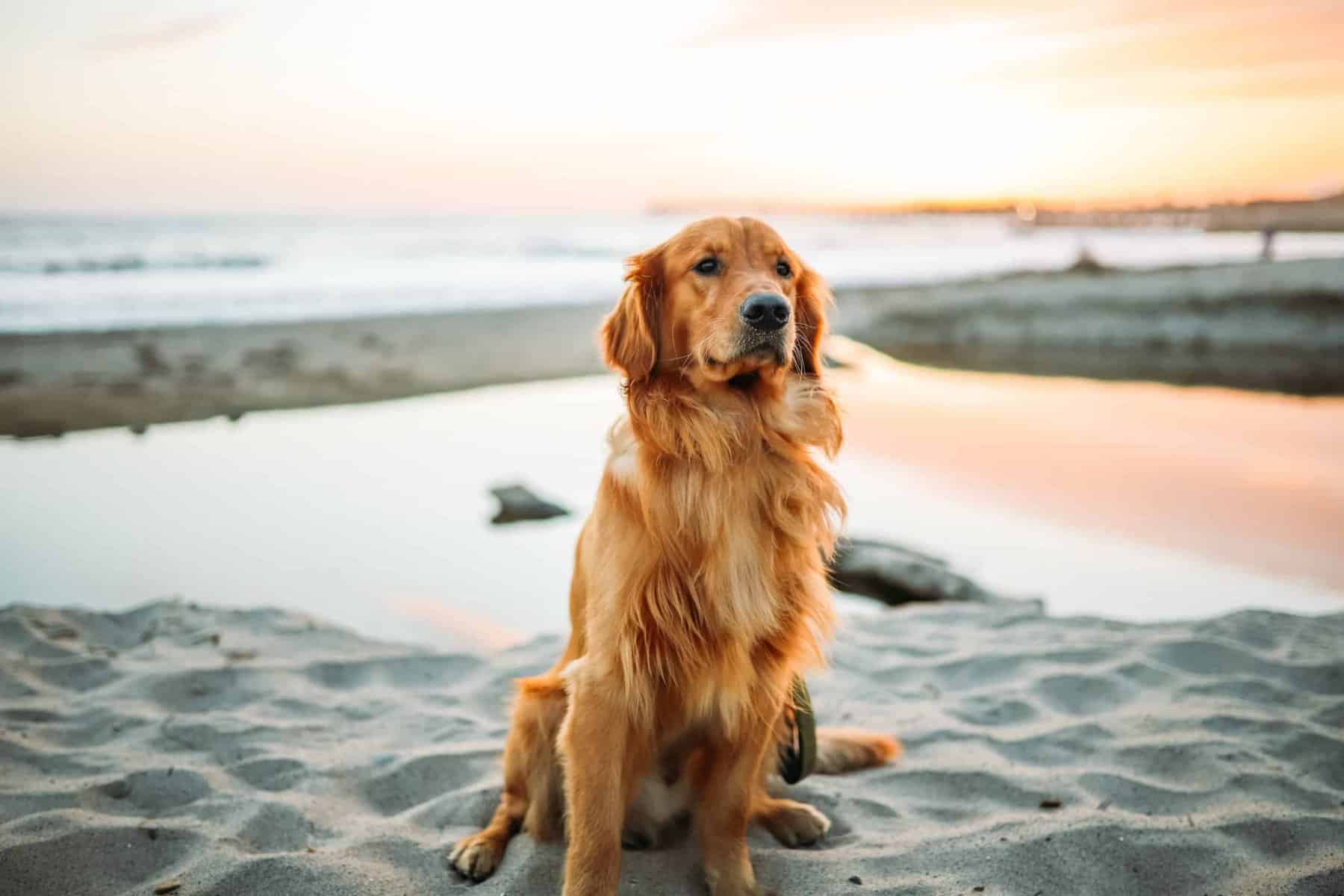 Best Dog Friendly Beach in North Carolina