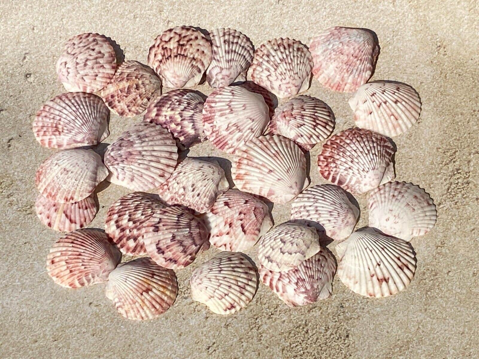 Calico Scallop in Carolina Beach, North Carolina