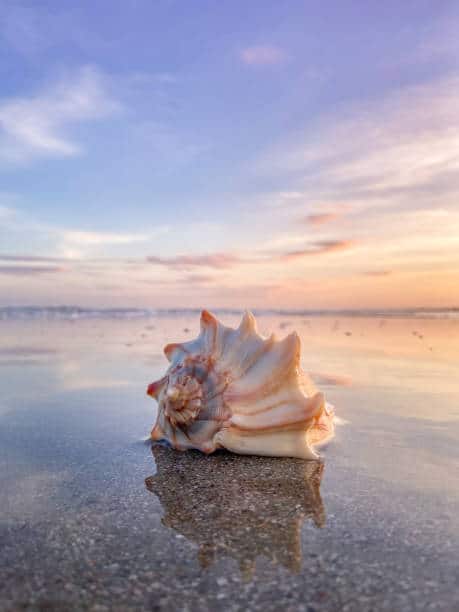 Carolina Beach Conch Shell