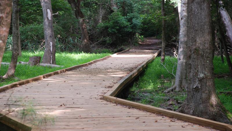 Hike the Flytrap Trail or Sugarloaf Trail in the Carolina Beach State Park