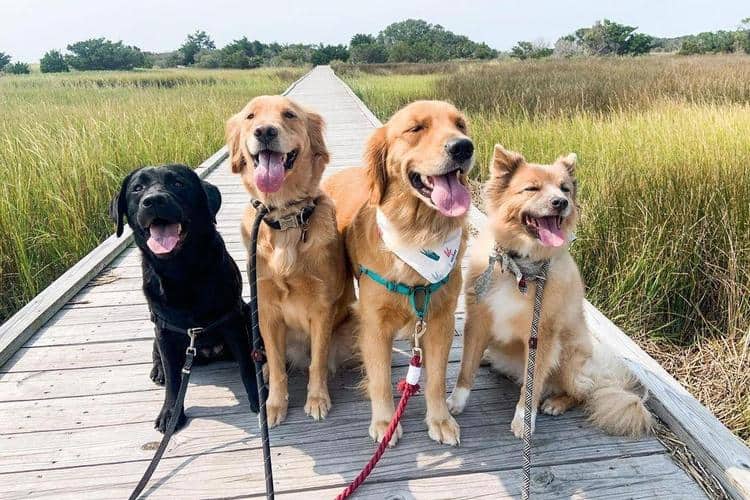 Hike the beach and trails with your pup in Fort Fisher North Carolina