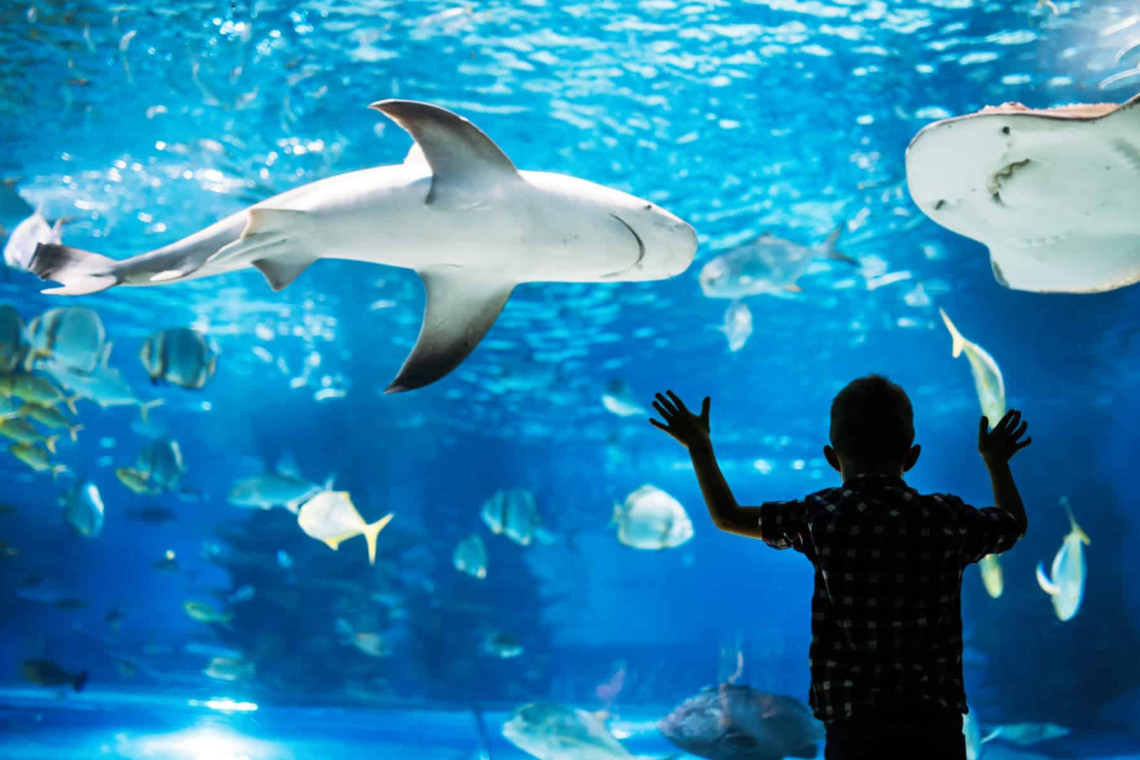 The best aquarium in north carolina at fort fisher is only a few miles from The Sunrise Shack