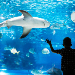The best aquarium in north carolina at fort fisher is only a few miles from The Sunrise Shack