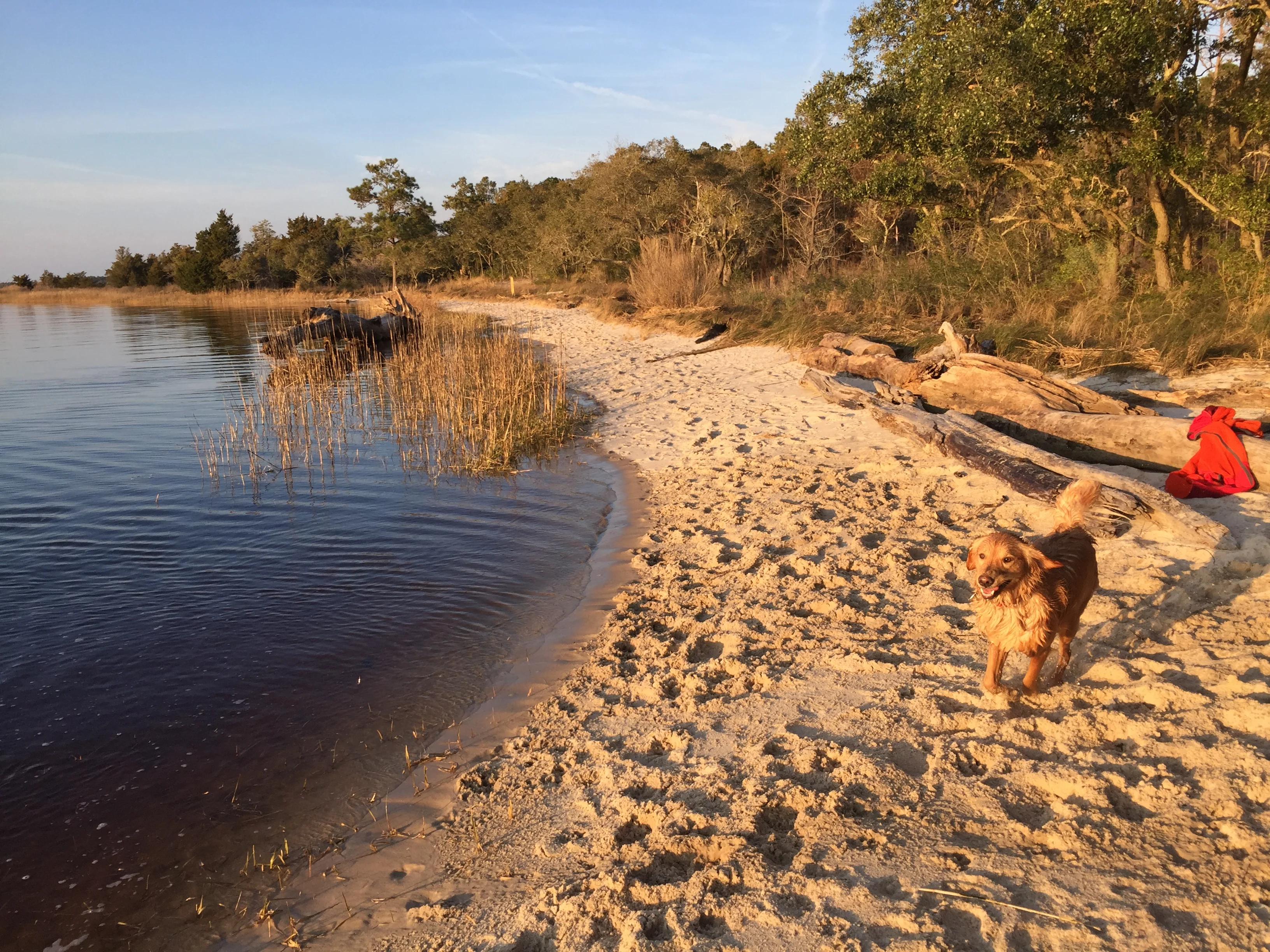 The best place to take your dog in North Carolina at the Carolina Beach State Park full of pet-friendly trails and beaches!