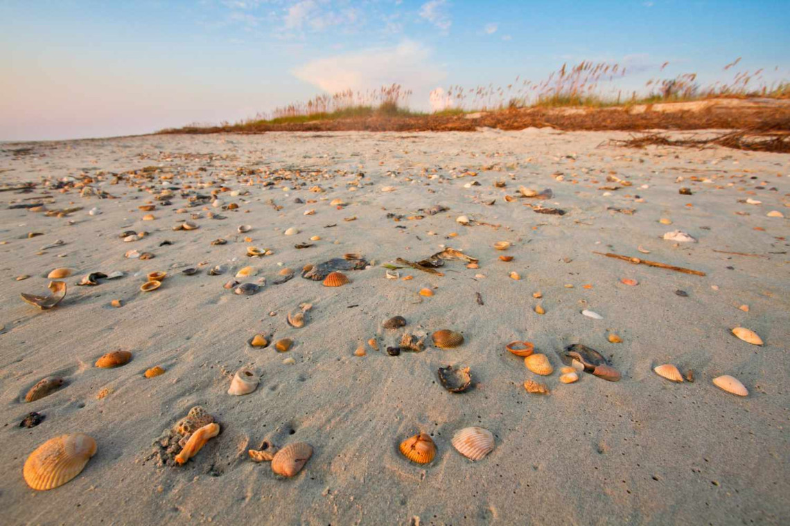 The best seashells in southeastern Carolina Beach North Carolina