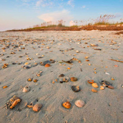 The best seashells in southeastern Carolina Beach North Carolina