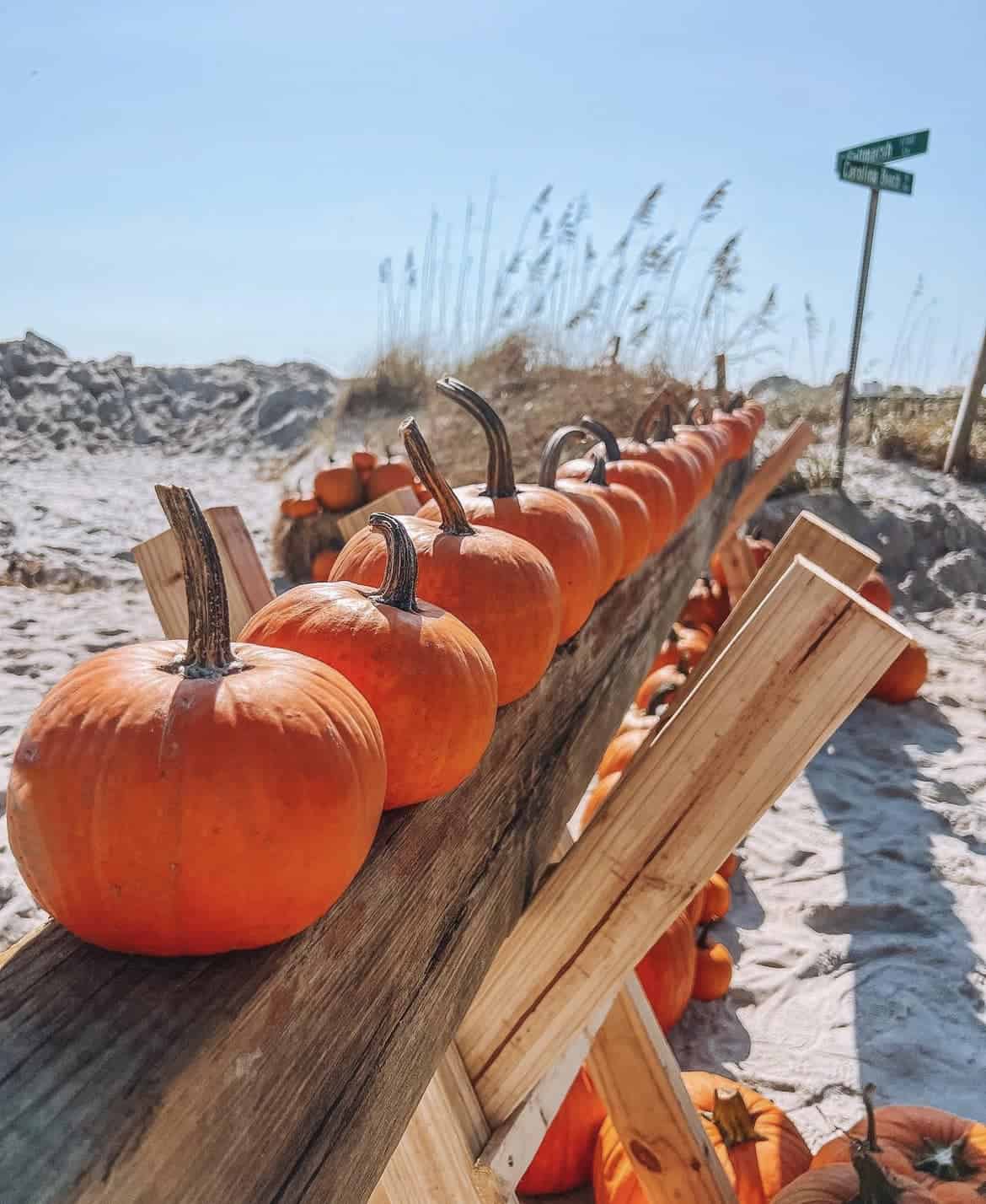 Pumpkins on the beach in Carolina Beach North Carolina - The Sunrise Shack - Vacation Rental Property in Carolina Beach
